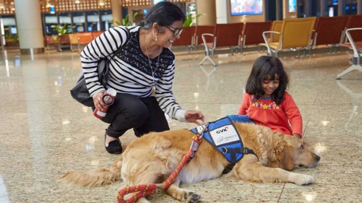 Therapy Cats vs Therapy Dogs