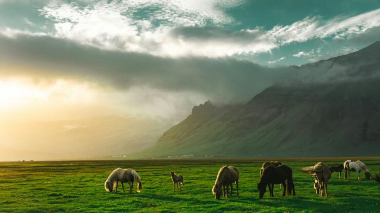 How to Travel as a Vegan: Best Destinations and Tips